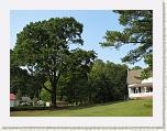 29 One Old Oak Tree in the Front Yard * 2592 x 1944 * (2.98MB)